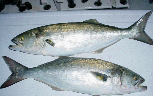 Five-pound bluefish caught in the Chesapeake Bay off of Maryland's Eastern Shore