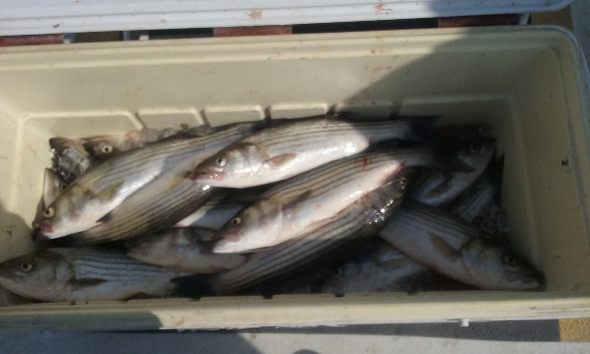 A Cooler Full of Rockfish!