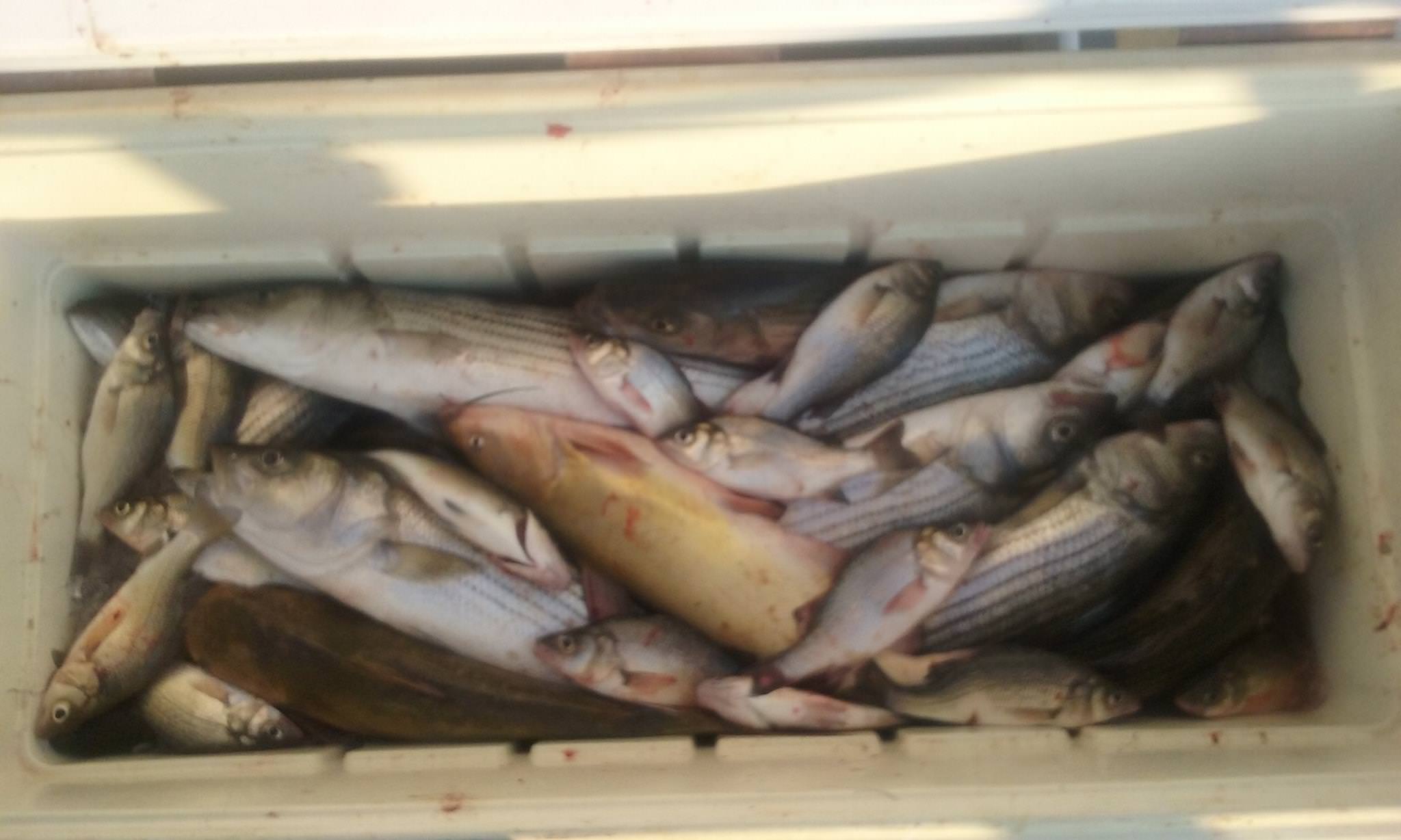 A Wide Variety of Fish on the Chesapeake Bay!