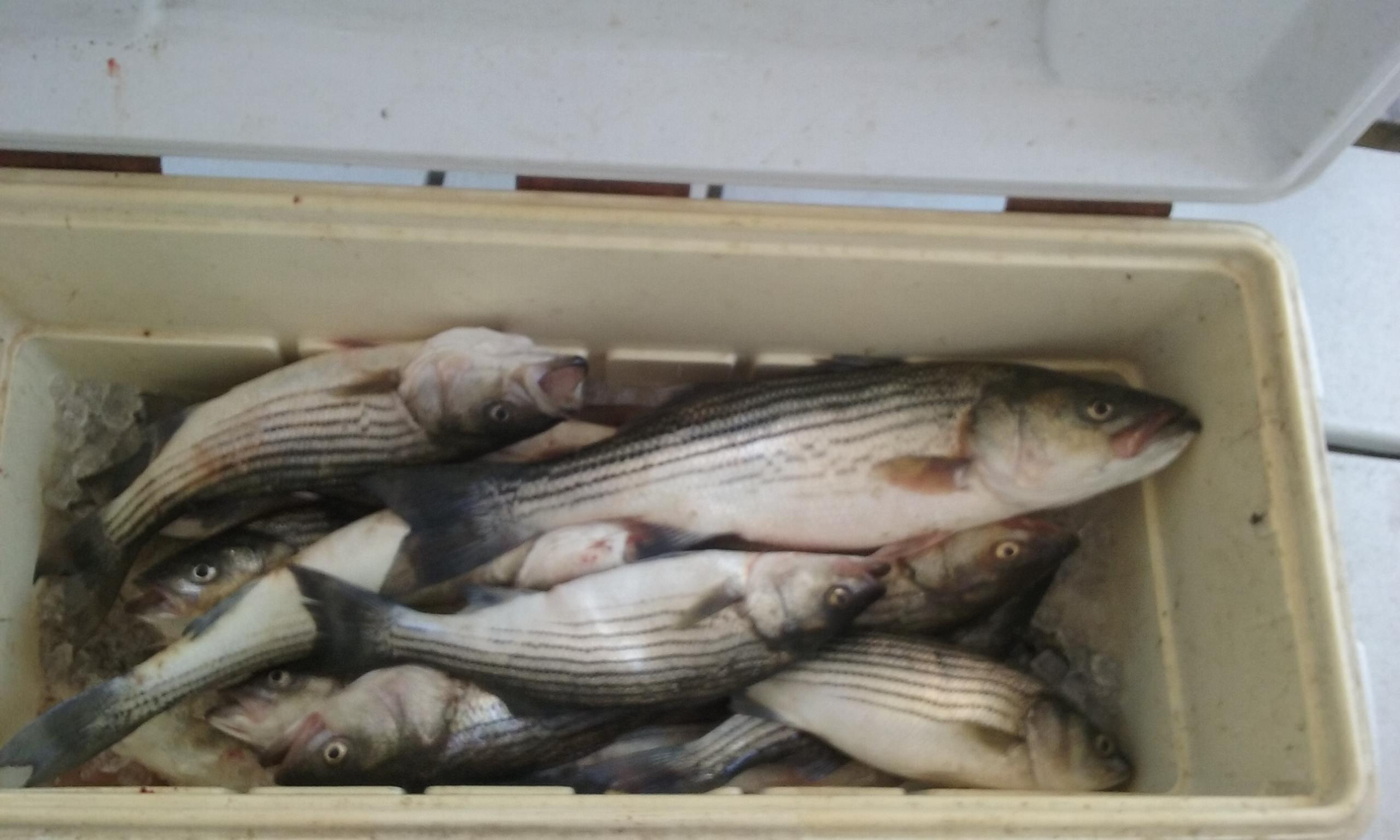 Today's Catch of Chesapeake Bay Rockfish!
