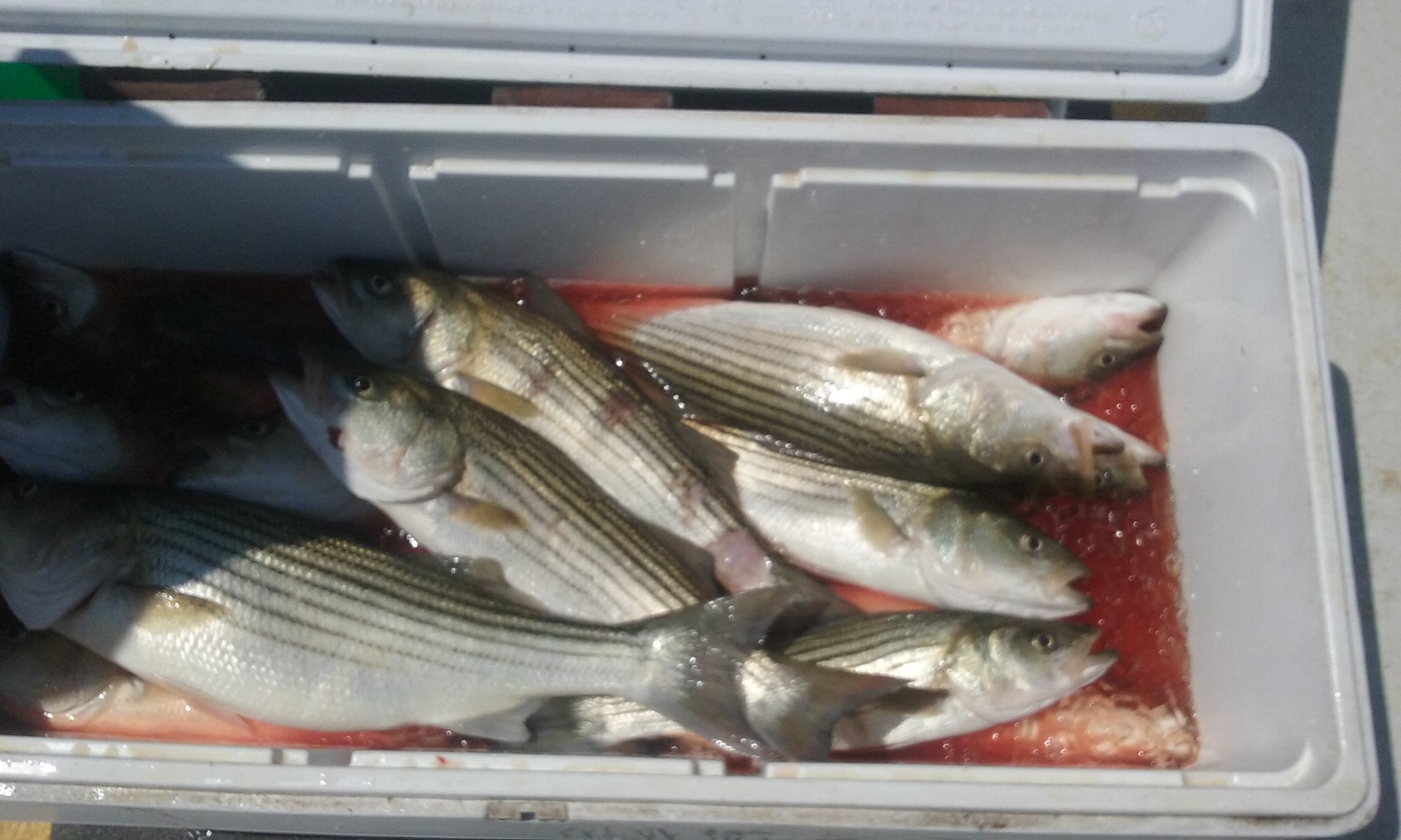 Another Cooler Full of Maryland Rockfish!