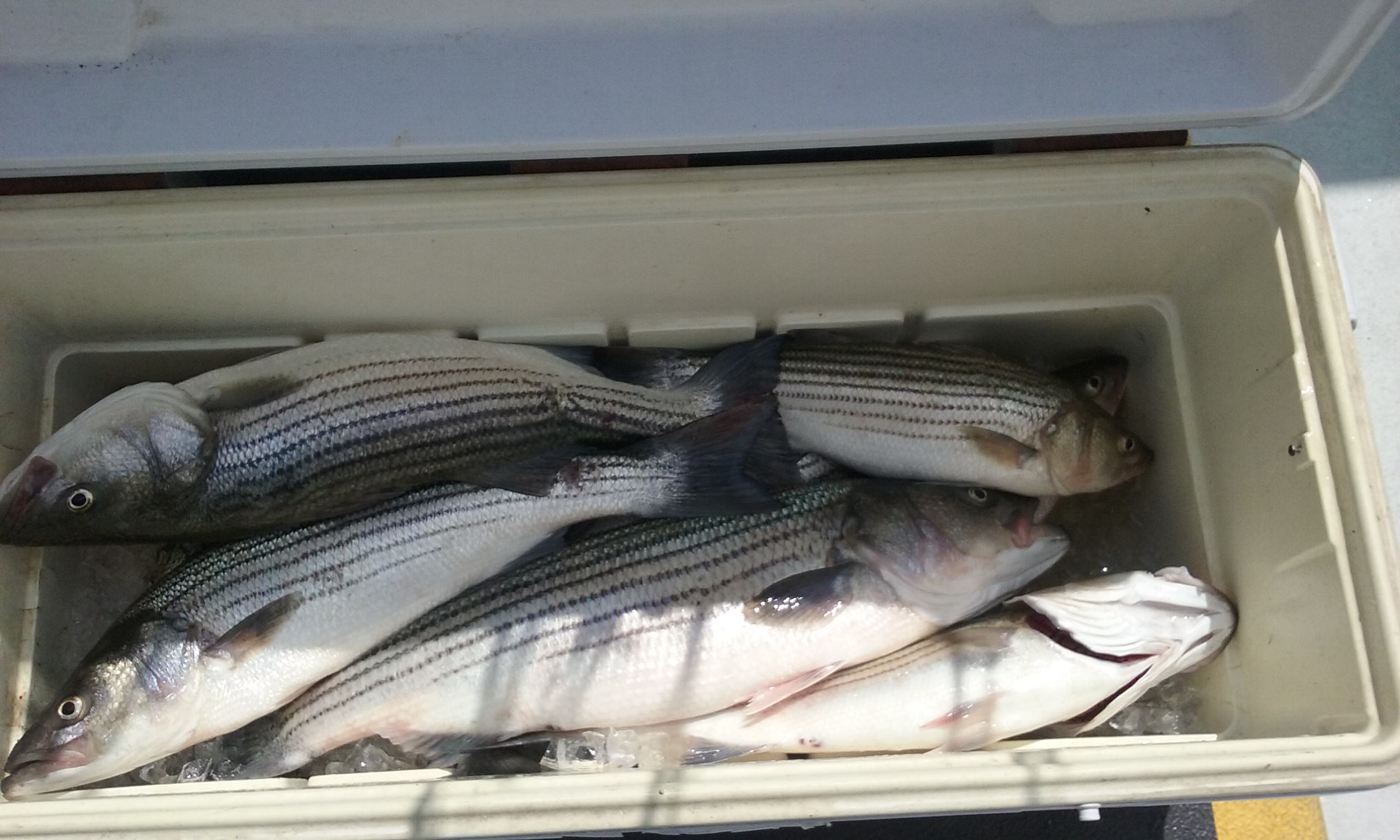 A Cooler of Maryland Rockfish