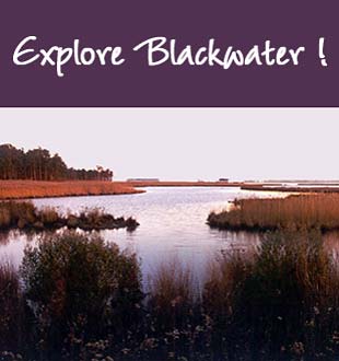 Blackwater National Wildlife Refuge