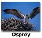 Osprey