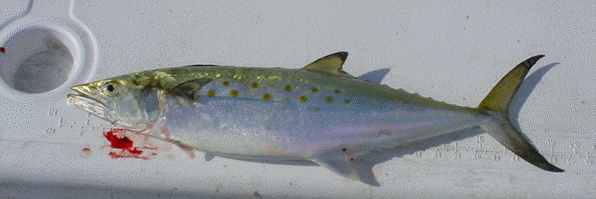 Spanish Mackerel Caught in Maryland's Chesapeake Bay